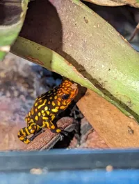 Poison Dart Frog